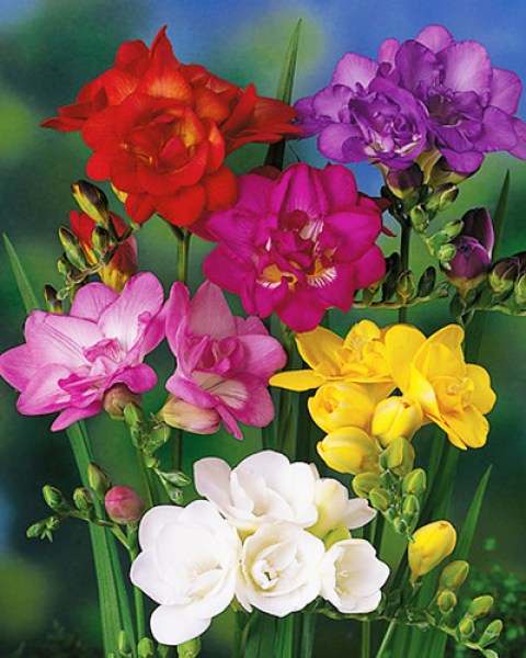 Freesia Double mix6